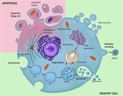 Frontiers | The Role of Non-Immune Cell-Derived Extracellular Frontiers | The Role of Non-Immune Cell-Derived Extracellular